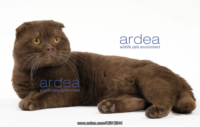 : Cat Chocolate Scottish Fold : Cat Chocolate Scottish Fold