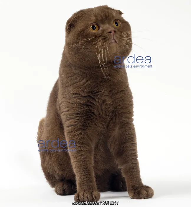 : Cat Chocolate Scottish Fold : Cat Chocolate Scottish Fold