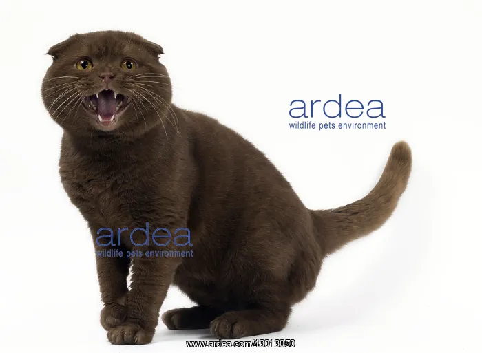 : Cat Chocolate Scottish Fold : Cat Chocolate Scottish Fold