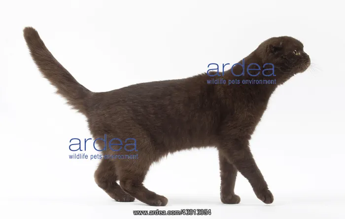 : Cat Chocolate Scottish Fold : Cat Chocolate Scottish Fold