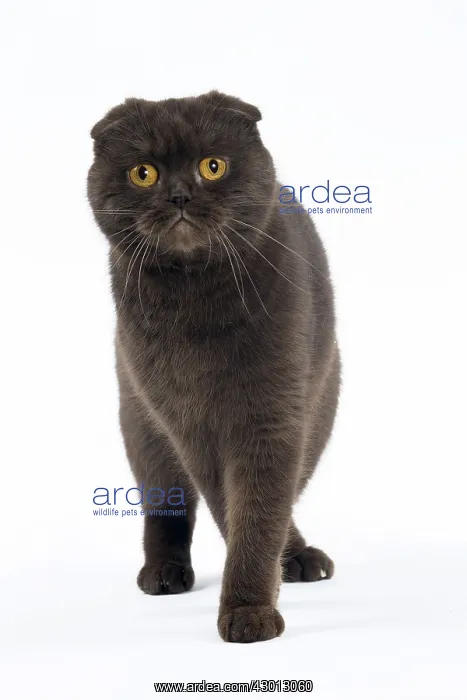 : Cat Chocolate Scottish Fold : Cat Chocolate Scottish Fold