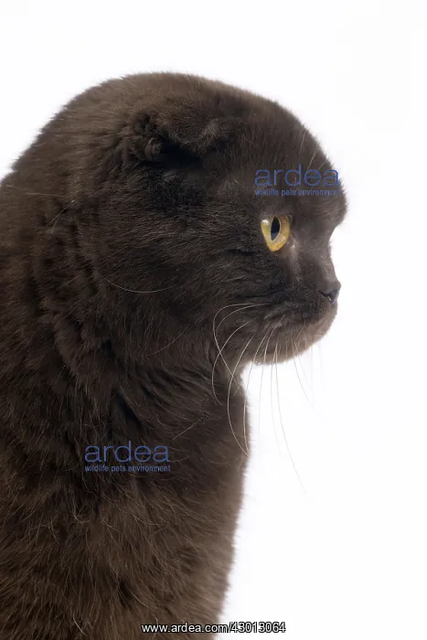 : Cat Chocolate Scottish Fold : Cat Chocolate Scottish Fold