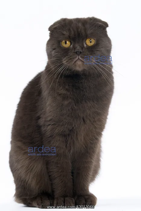 : Cat Chocolate Scottish Fold : Cat Chocolate Scottish Fold
