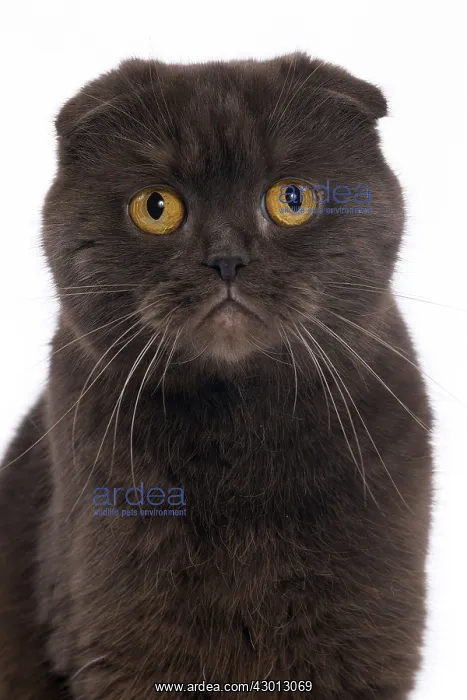 : Cat Chocolate Scottish Fold : Cat Chocolate Scottish Fold