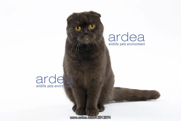 : Cat Chocolate Scottish Fold : Cat Chocolate Scottish Fold