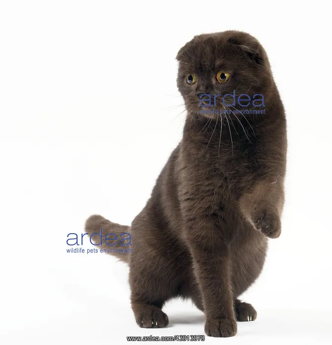 : Cat Chocolate Scottish Fold : Cat Chocolate Scottish Fold