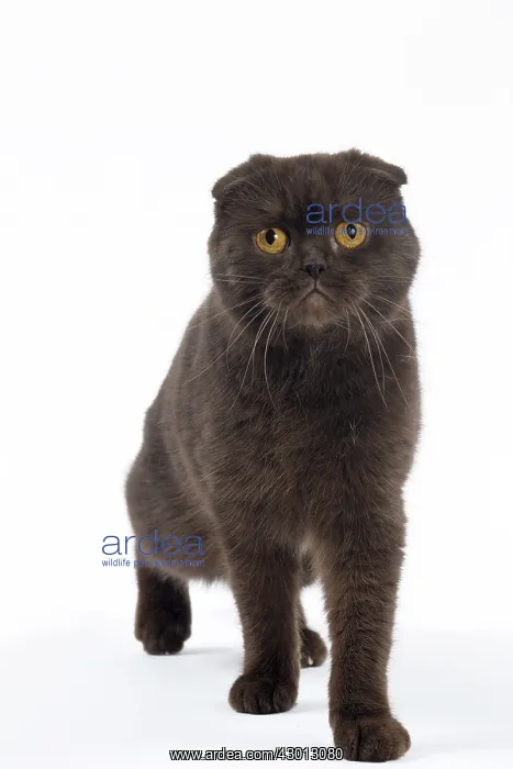 : Cat Chocolate Scottish Fold : Cat Chocolate Scottish Fold