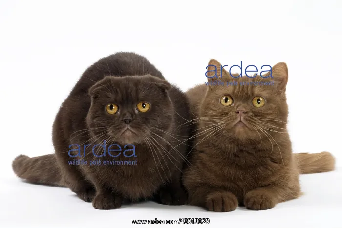  : Cat Chocolate Scottish Fold and Cinnamon Scottish