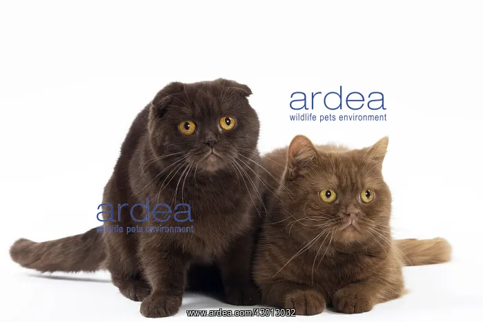 : Cat Chocolate Scottish Fold and Cinnamon Scottish : Cat Chocolate Scottish Fold and Cinnamon Scottish