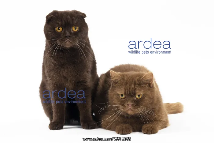 : Cat Chocolate Scottish Fold and Cinnamon Scottish : Cat Chocolate Scottish Fold and Cinnamon Scottish