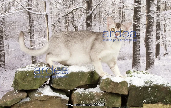 : Cat Chocolate Silver Ticked Asian : Cat Chocolate Silver Ticked Asian