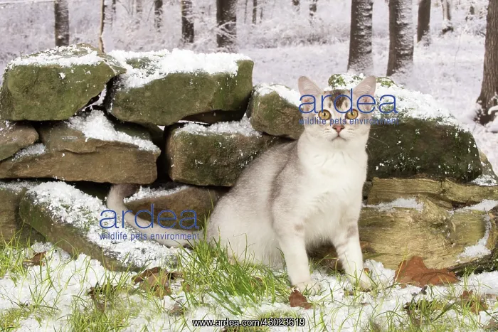: Cat Chocolate Silver Ticked Asian : Cat Chocolate Silver Ticked Asian