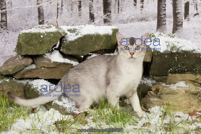 : Cat Chocolate Silver Ticked Asian : Cat Chocolate Silver Ticked Asian