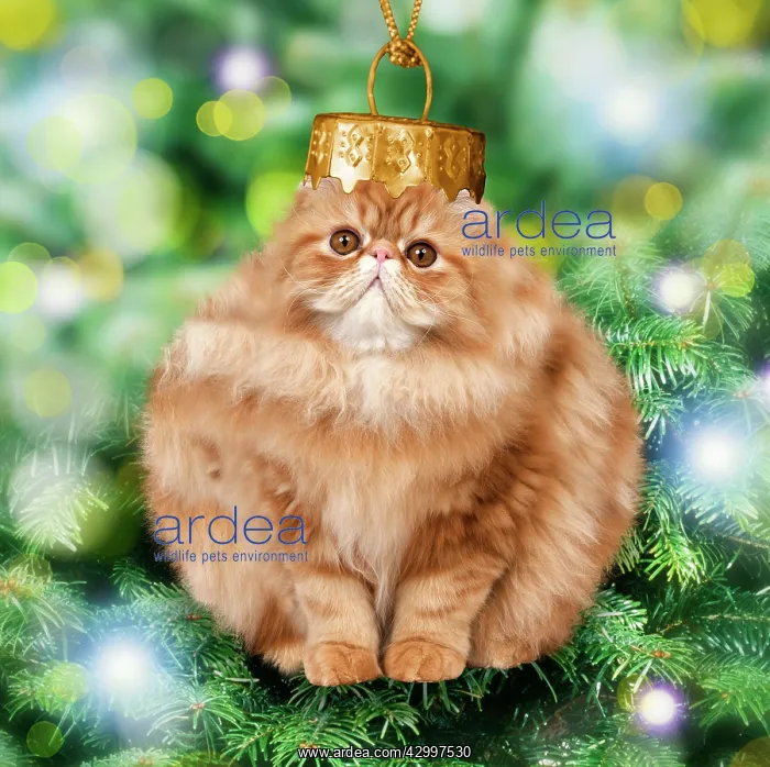 : Cat - Christmas bauble. Digital Manipulation : Cat - Christmas bauble. Digital Manipulation