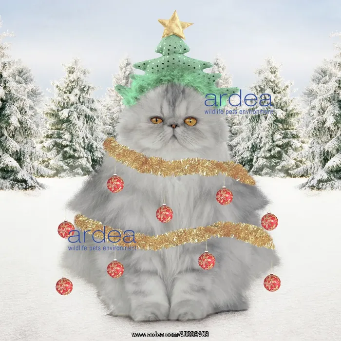 : Cat Christmas tree : Cat Christmas tree