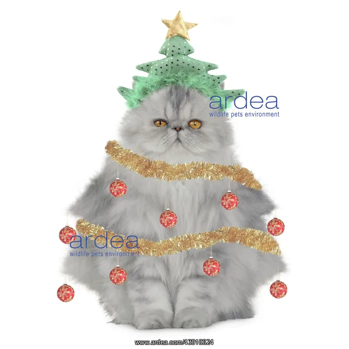 : Cat Christmas tree with tinsel baubles and a star : Cat Christmas tree with tinsel baubles and a star