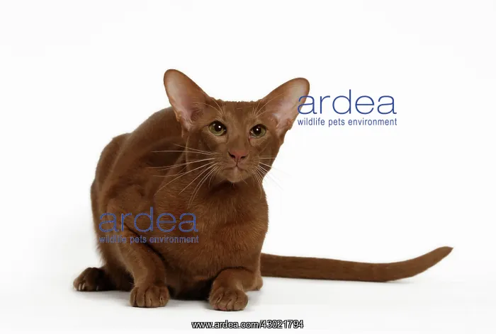 : Cat - Cinnamon Oriental : Cat - Cinnamon Oriental