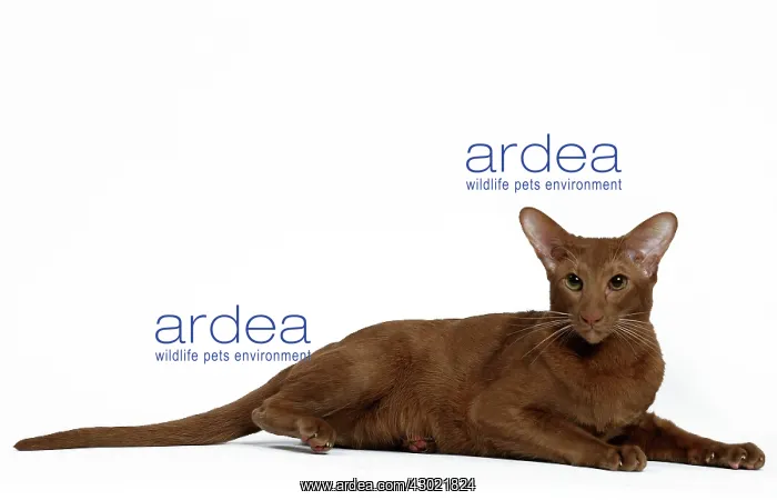 : Cat - Cinnamon Oriental : Cat - Cinnamon Oriental
