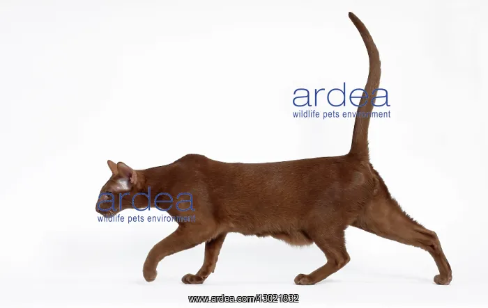  : Cat - Cinnamon Oriental