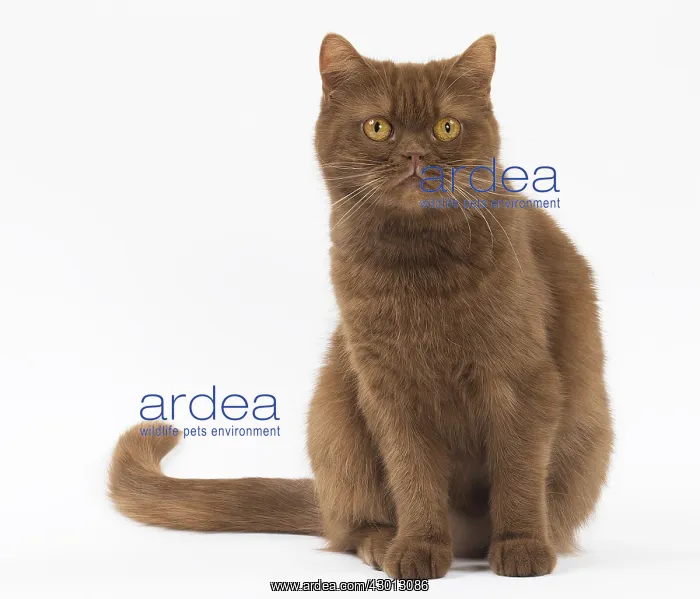 : Cat Cinnamon Scottish Fold with straight ears : Cat Cinnamon Scottish Fold with straight ears