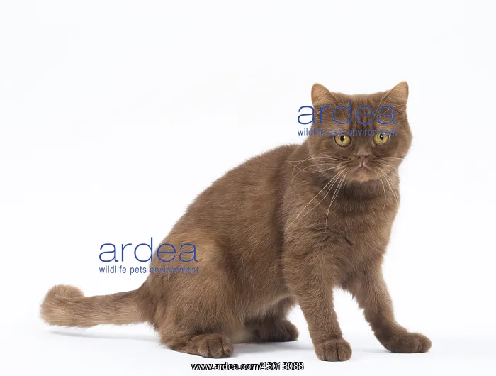 : Cat Cinnamon Scottish Fold with straight ears : Cat Cinnamon Scottish Fold with straight ears