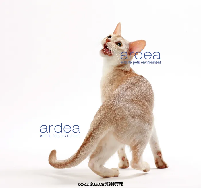 : Cat Cinnamon Silver Ticked Tabby Abyssinian 10 month old kitten : Cat Cinnamon Silver Ticked Tabby Abyssinian 10 month old kitten