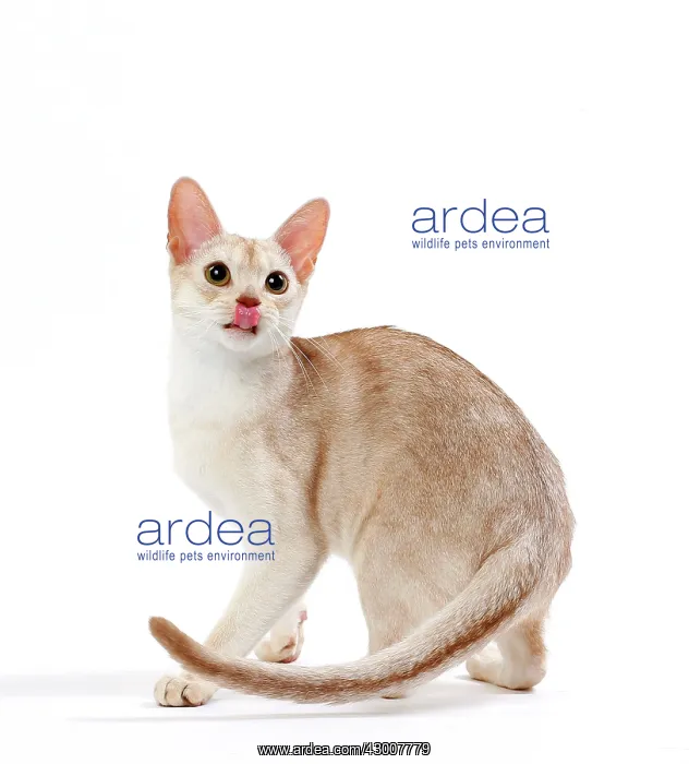 : Cat Cinnamon Silver Ticked Tabby Abyssinian 10 month old kitten : Cat Cinnamon Silver Ticked Tabby Abyssinian 10 month old kitten