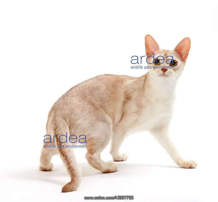: Cat Cinnamon Silver Ticked Tabby Abyssinian 10 month old kitten : Cat Cinnamon Silver Ticked Tabby Abyssinian 10 month old kitten