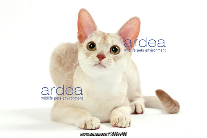  : Cat Cinnamon Silver Ticked Tabby Abyssinian. 10 month old kitten