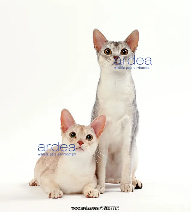: Cat Cinnamon Silver Ticked Tabby Abyssinian with Black Silver Ticked Tabby : Cat Cinnamon Silver Ticked Tabby Abyssinian with Black Silver Ticked Tabby