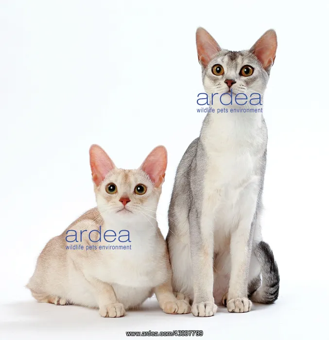 : Cat Cinnamon Silver Ticked Tabby Abyssinian with Black Silver Ticked Tabby : Cat Cinnamon Silver Ticked Tabby Abyssinian with Black Silver Ticked Tabby