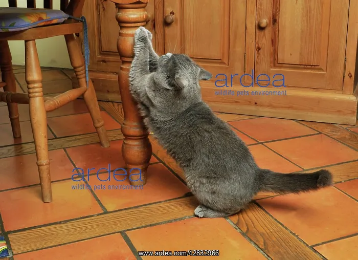 : CAT. clawing furniture : CAT. clawing furniture