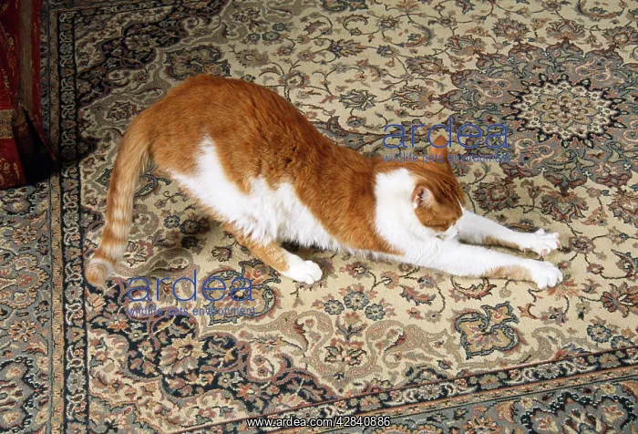 : CAT - clawing / scratching carpet in house : CAT - clawing / scratching carpet in house