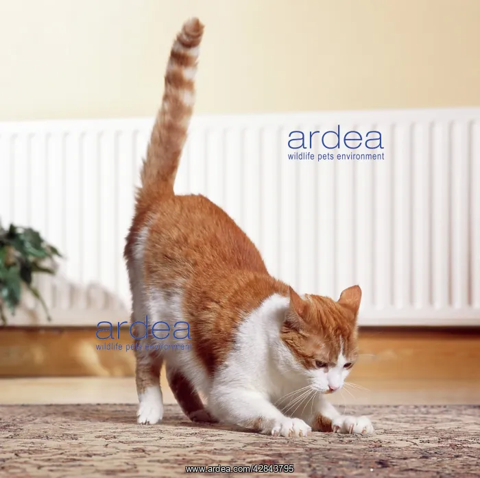 : CAT - Clawing / scratching at carpet inside house : CAT - Clawing / scratching at carpet inside house