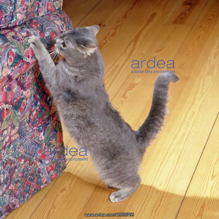 : Cat - clawing / scratching furniture inside house : Cat - clawing / scratching furniture inside house