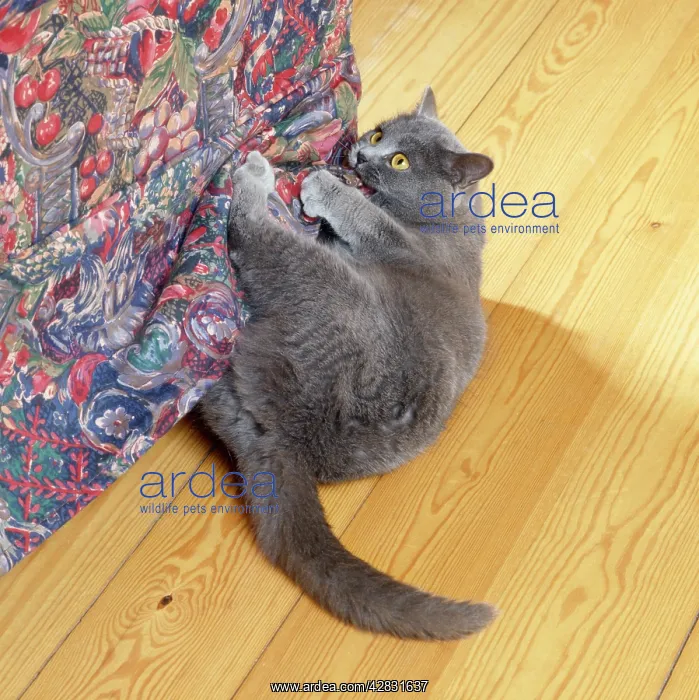 : Cat - clawing  /  scratching furniture inside house