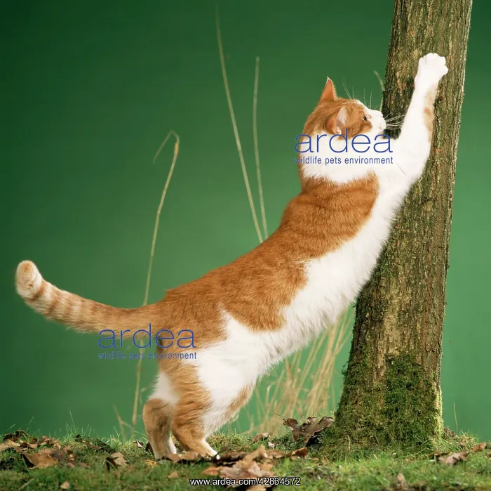: Cat - clawing at tree, using as scratching post : Cat - clawing at tree, using as scratching post