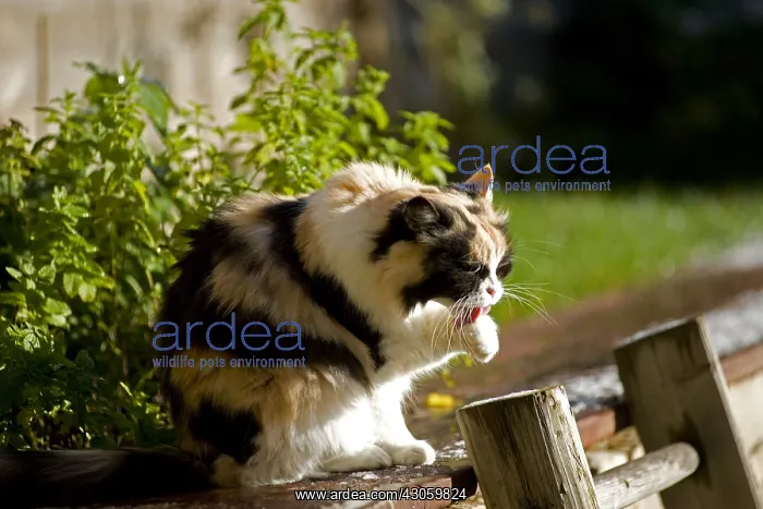 : Cat cleaning itself in a garden france : Cat cleaning itself in a garden france