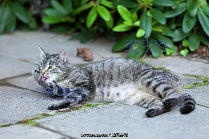 : Cat - cleaning itself outdoors : Cat - cleaning itself outdoors