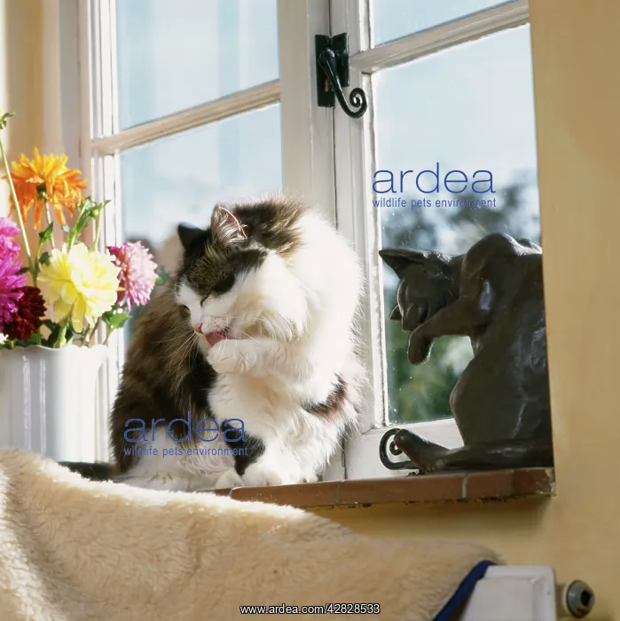 : Cat - cleaning itself on windowsill : Cat - cleaning itself on windowsill
