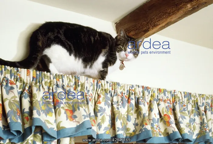 : Cat - climbing up curtains in house : Cat - climbing up curtains in house