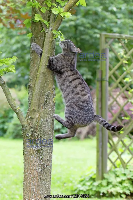 : Cat - climbing up tree trunk in garden : Cat - climbing up tree trunk in garden