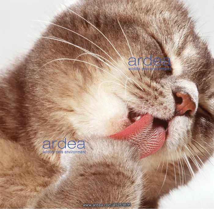 : CAT - close-up grooming of paw showing tongue barbs : CAT - close-up grooming of paw showing tongue barbs
