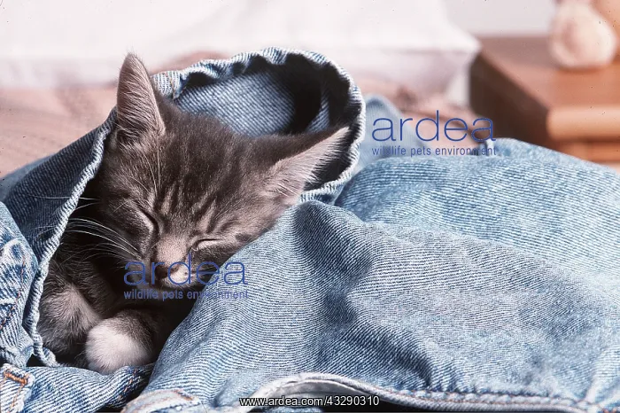: CAT - close-up of head of Kitten asleep in jeans : CAT - close-up of head of Kitten asleep in jeans