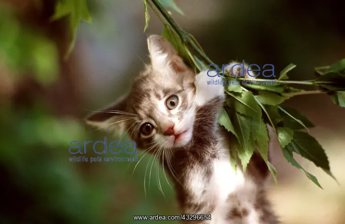 : CAT - close-up of kitten clinging on branch : CAT - close-up of kitten clinging on branch