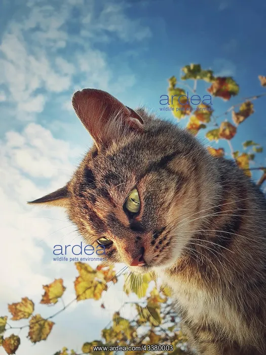 : Cat close up view. Cute brown striped kitten over : Cat close up view. Cute brown striped kitten over