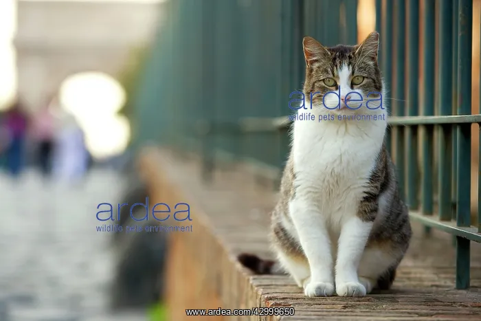  : Cat at Colosseum