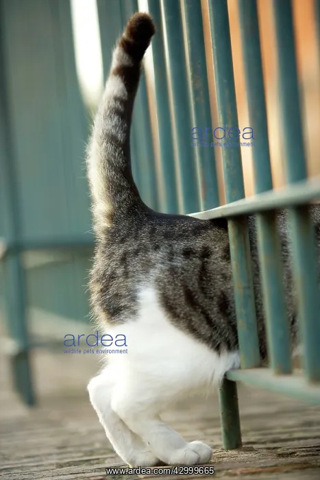  : Cat at Colosseum