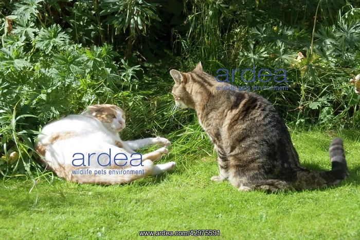 : Cat - confrontation between two neighbouring domestic cats : Cat - confrontation between two neighbouring domestic cats