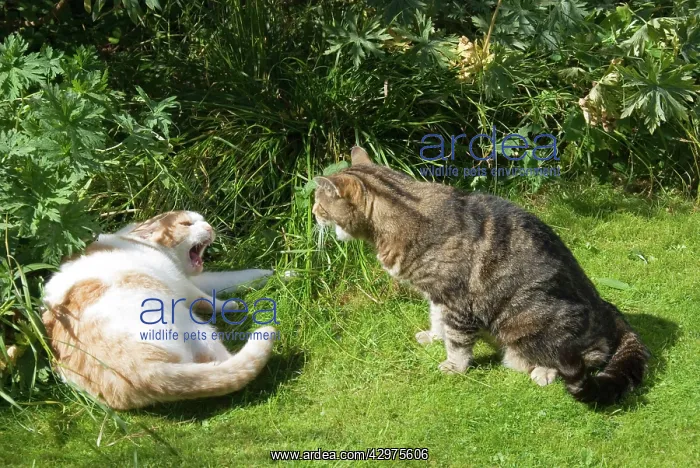 : Cat - confrontation between two neighbouring domestic cats : Cat - confrontation between two neighbouring domestic cats